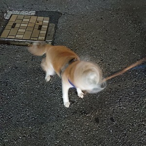 初 柴ドリル 我が家に犬がやってきた