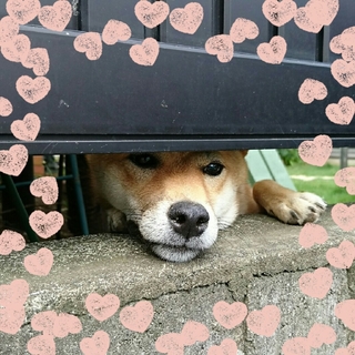 sgknn3.jpg